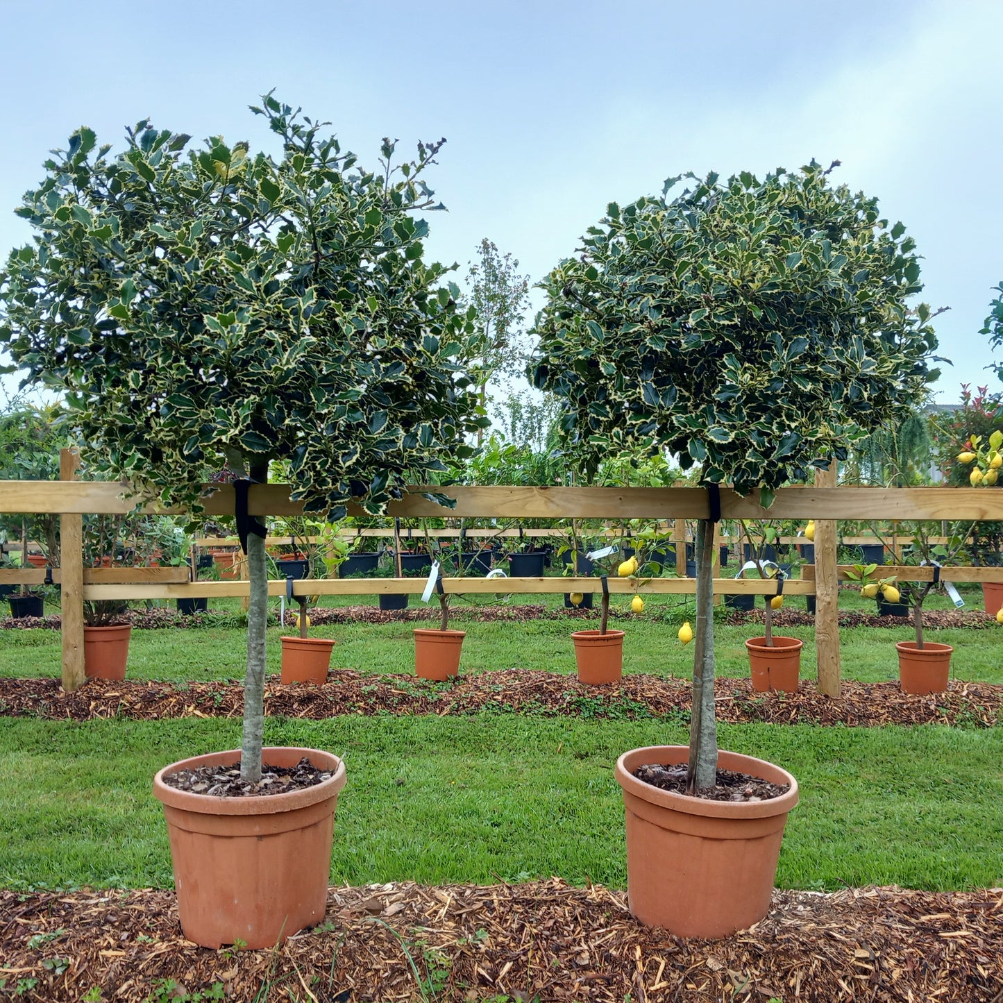 Holly variegated . Ilex argentea marginata.