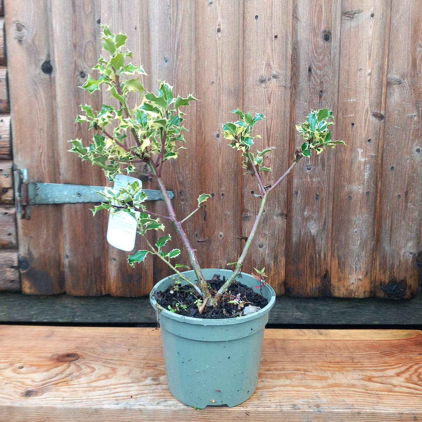 Ilex aquifolium Common Holly evergreen 3-5ltr 40-60cm