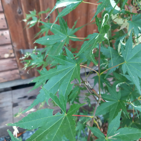 Acer palmatum Oridono-nishiki - Japanese Maple with variegated pink, cream and green spring foliage