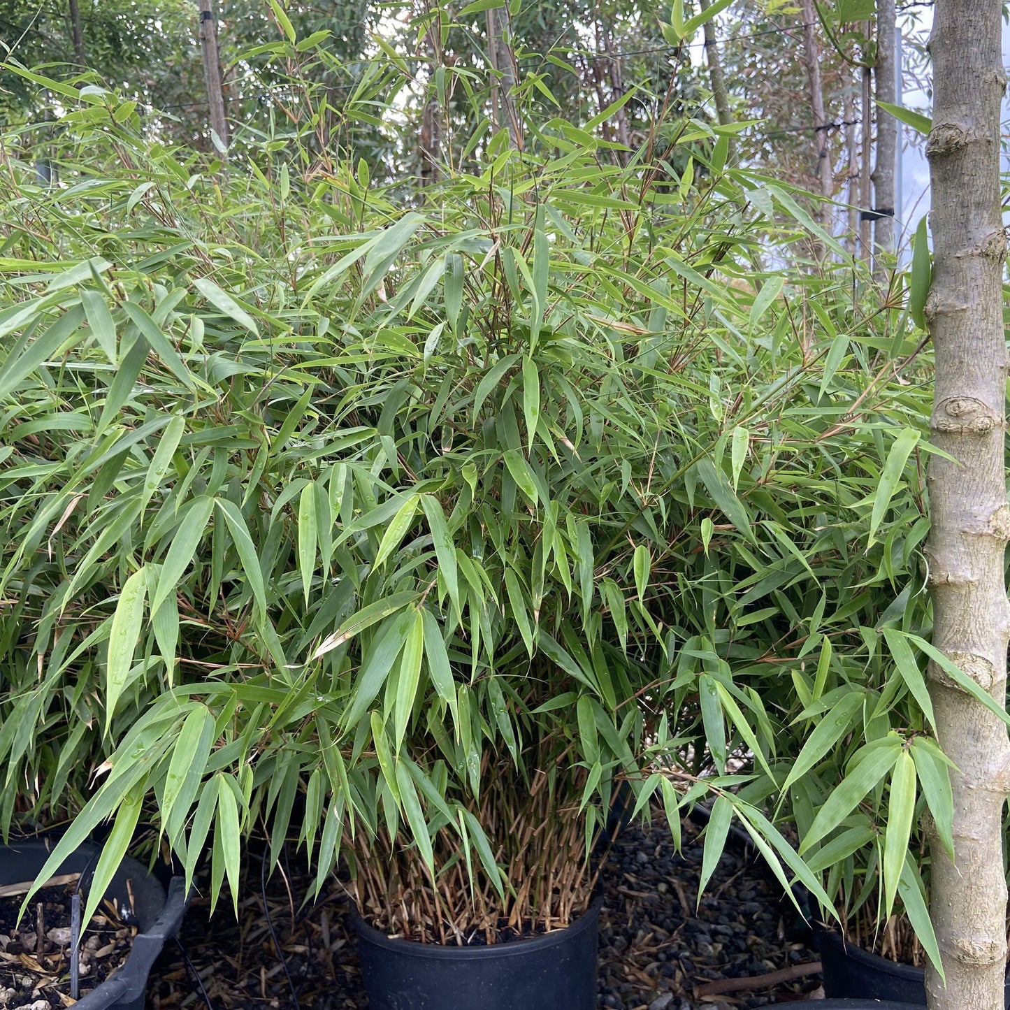 Fargesia bamboo - non-invasive clump-forming Chinese fountain bamboo with graceful arching canes and dense foliage