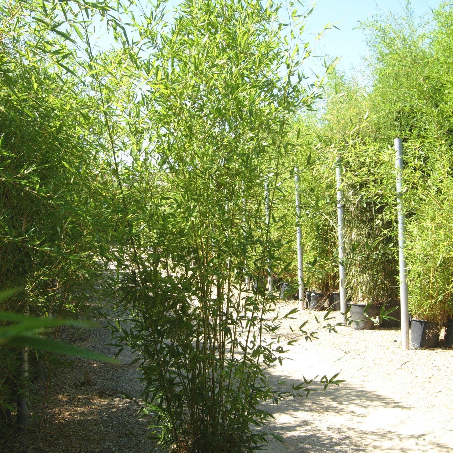 Bamboo bissetii showing vigorous upright green canes and lush foliage for fast-growing evergreen screening