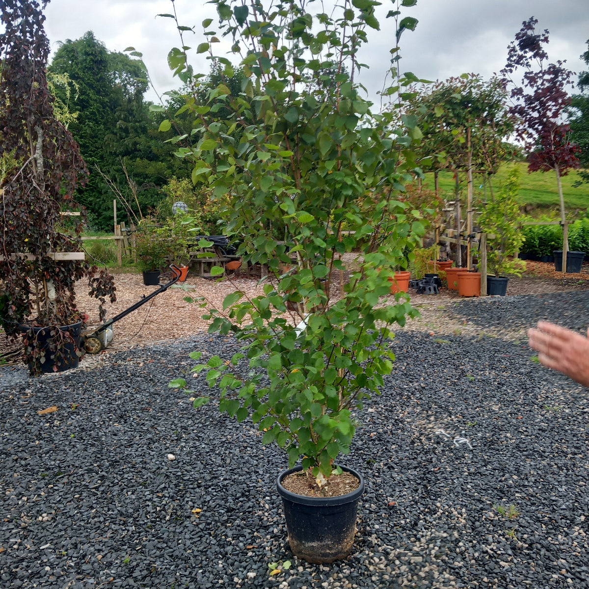 Potted Himalayan Birch tree with a multistem, at Stoneybrook Nursery.