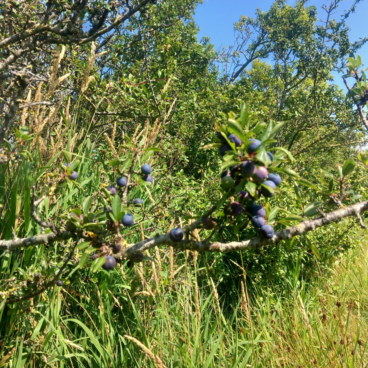 Blackthorn Bareroot Hedging 80-100cm x 25
