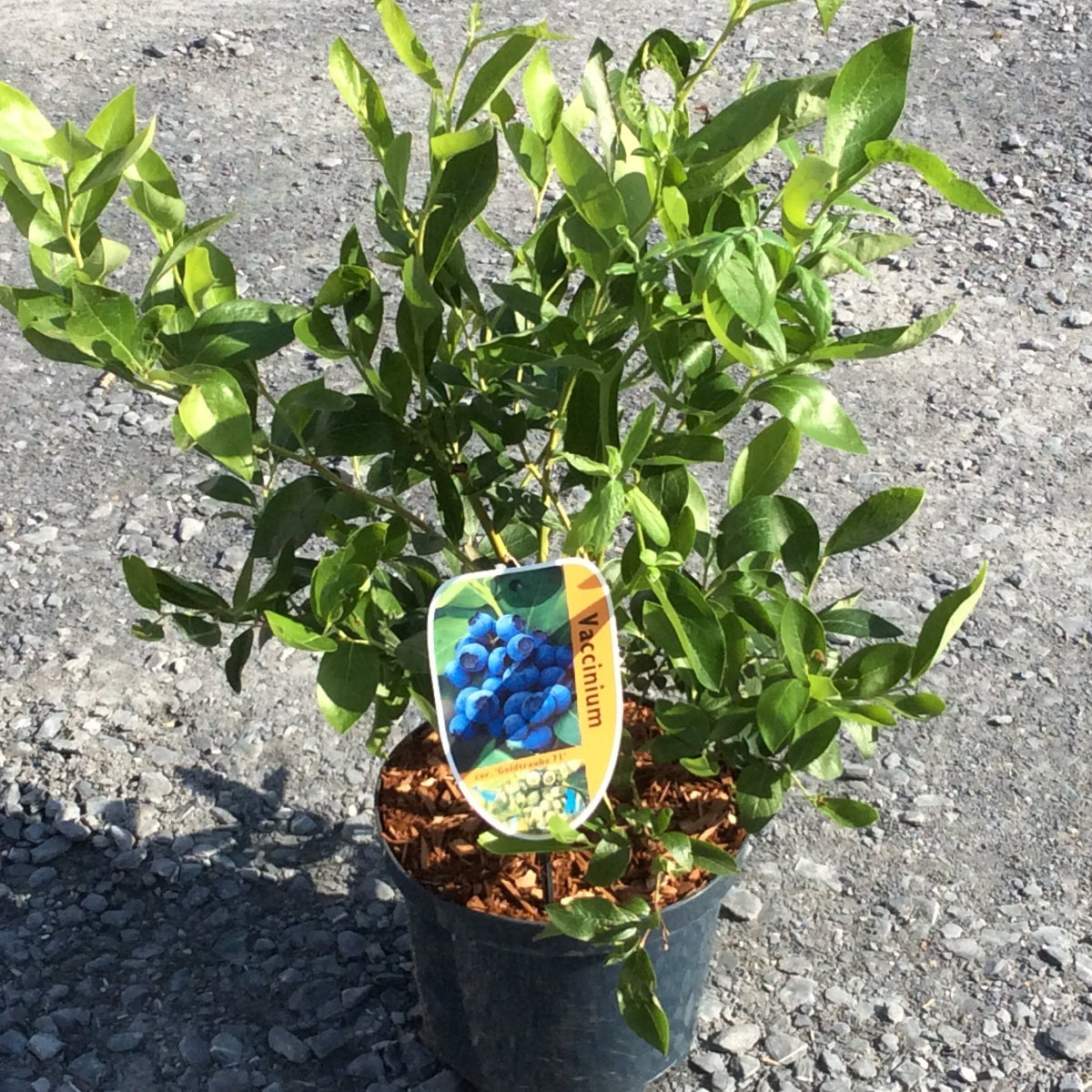 A potted blueberry bush with green leaves and a hanging tag showing blueberries, set in a black nursery pot on gravel.