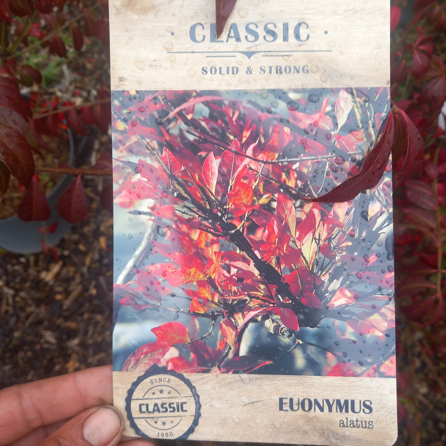 Euonymus alatus Burning Bush - deciduous shrub with spectacular fiery red autumn foliage and distinctive winged stems