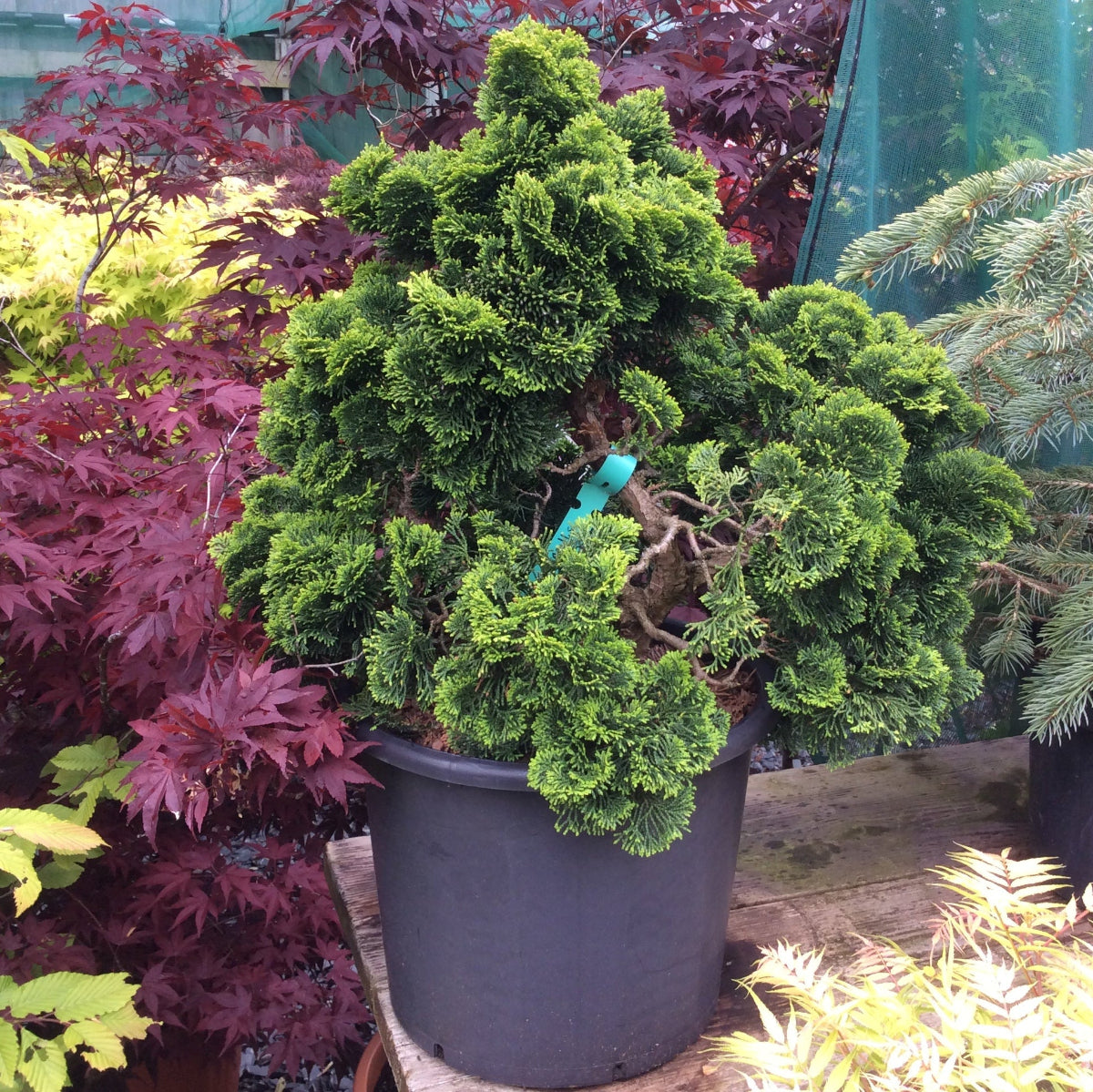 Potted coniferous plant among other plants with a blurred background