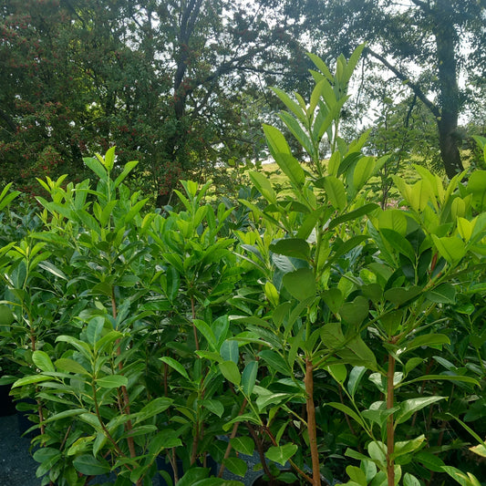 Cherry Laurel foliage showing dense evergreen leaves ideal for hedging