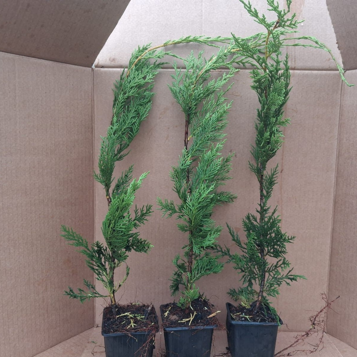 Three potted plants in front of a cardboard box