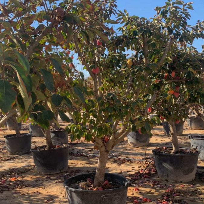 "Diospyros kaki Japanese persimmon tree with glossy green leaves and developing orange fruit"