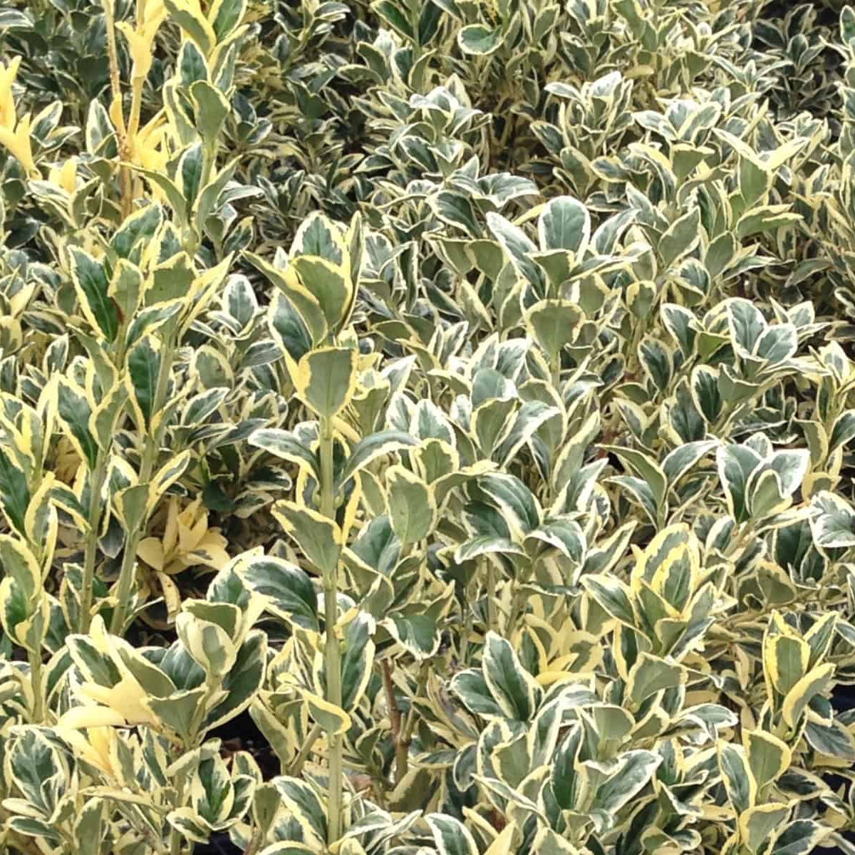 Euonymus japonicus 'Bravo' evergreen shrub with glossy green leaves edged in bright golden-yellow variegation