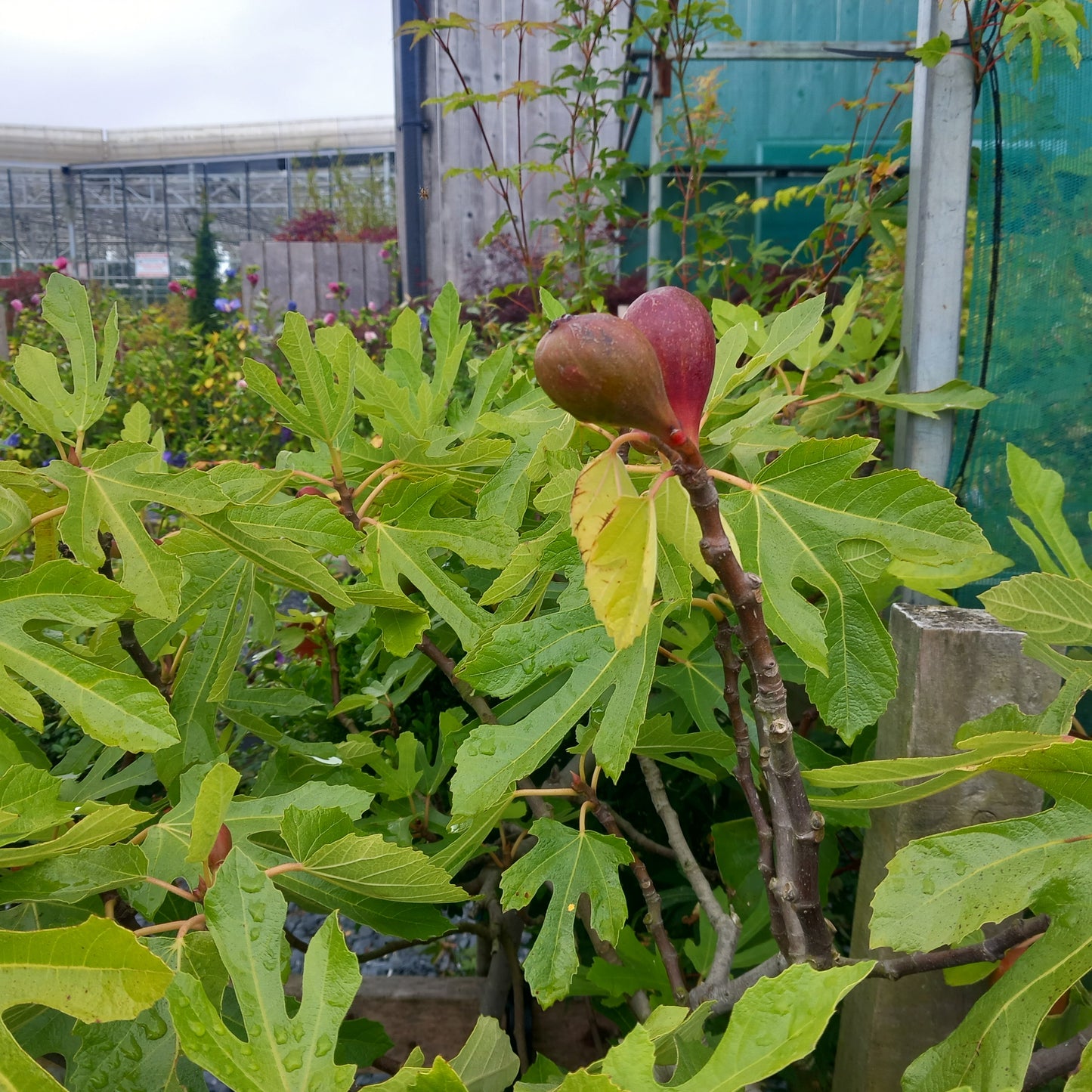 Ficus Little Miss Figgy showing large lobed leaves and developing figs on compact self-fertile tree