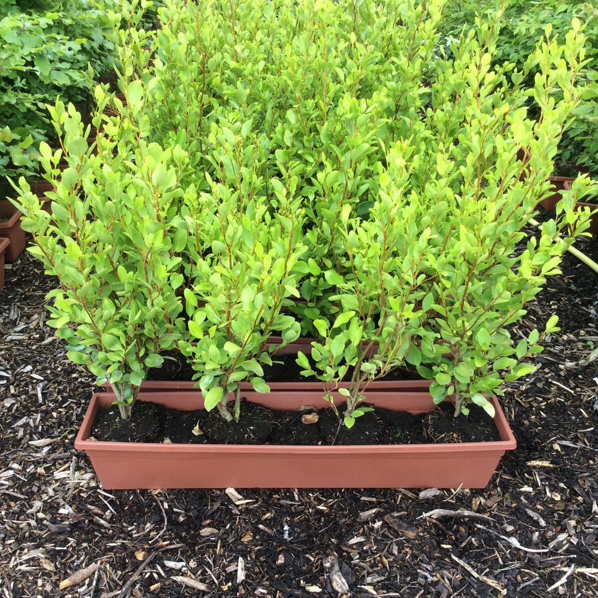 Row of young griselinia shrubs in brown troughs on a bed of mulch with trees in the background.