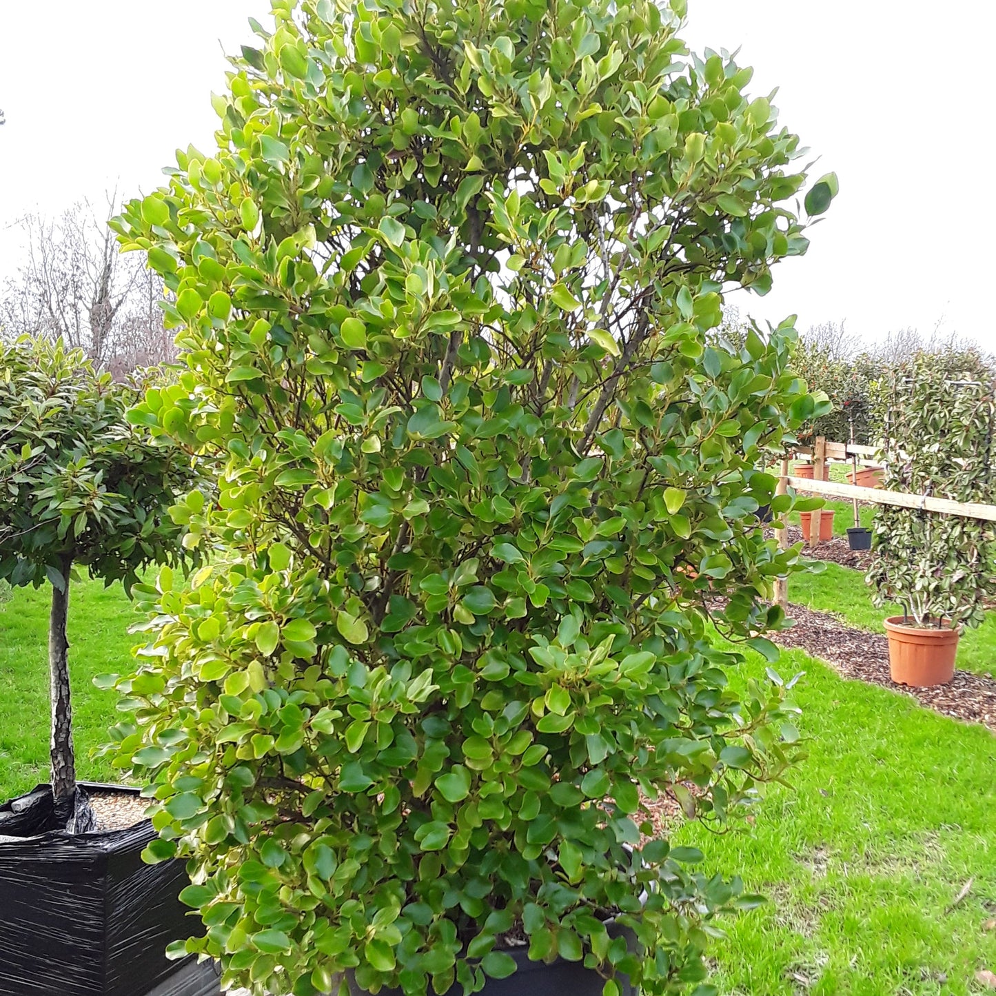 Vibrant green Griselinia hedge in a pot