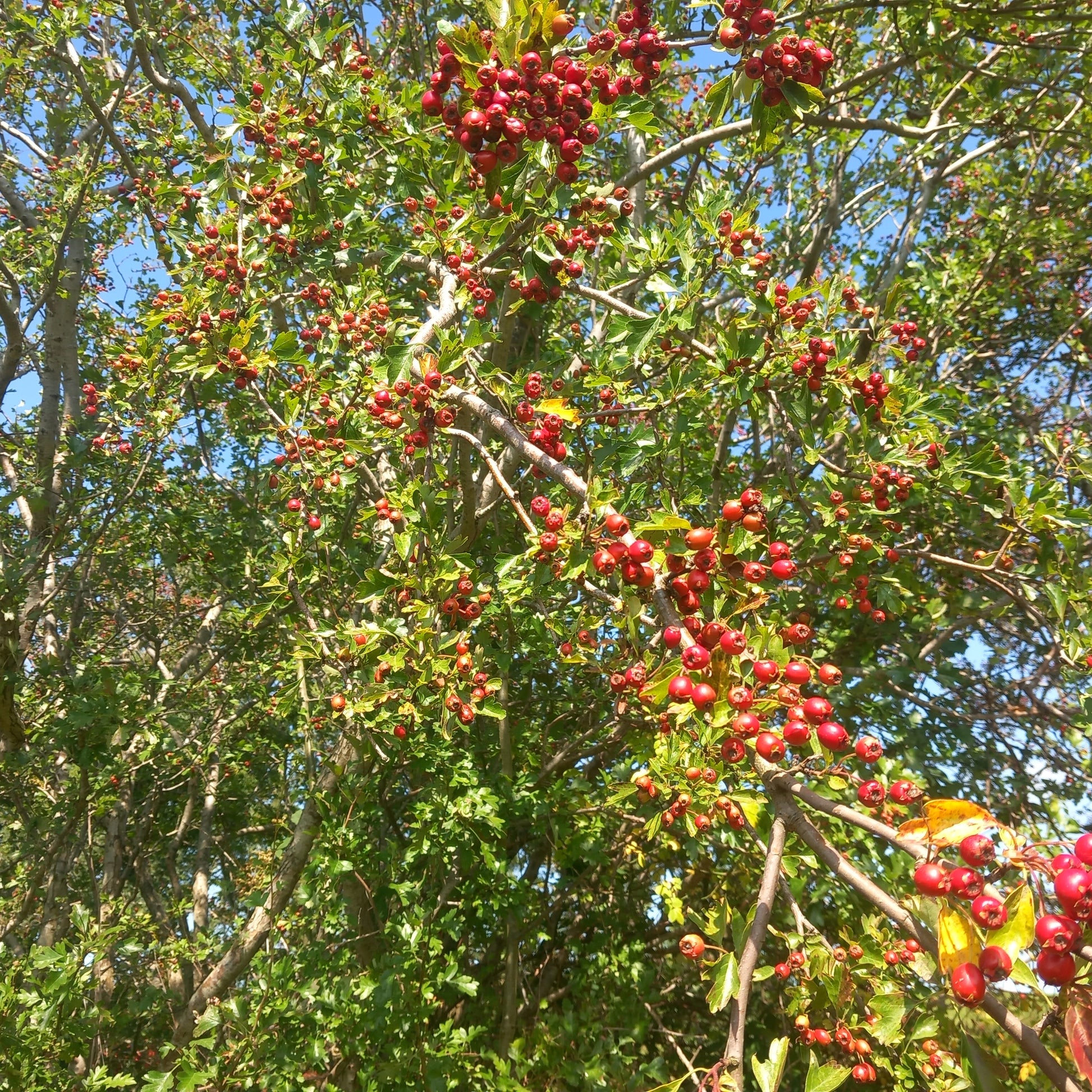 Hawthorn tree with red berries in the sunshine