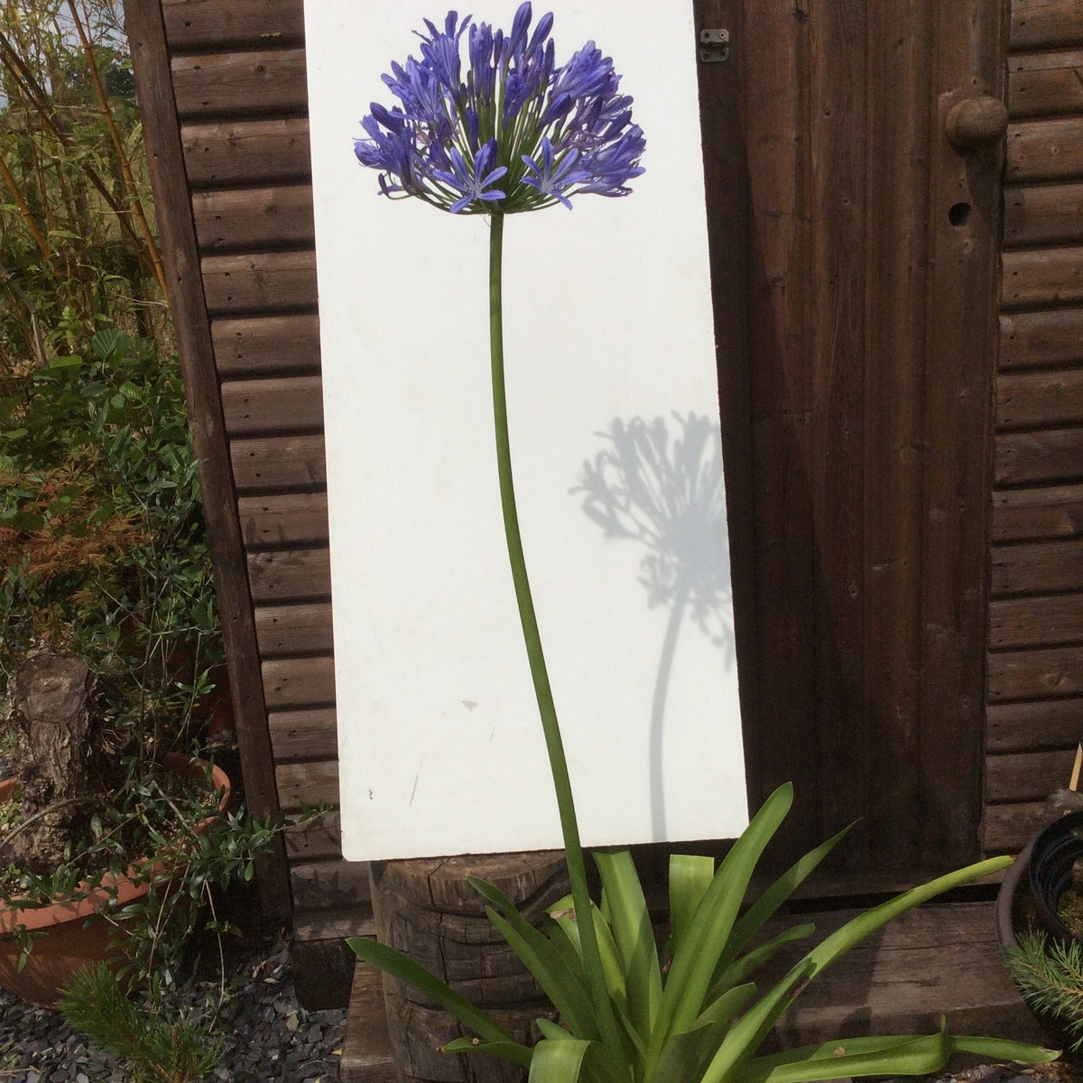 Agapanthus Big Blue