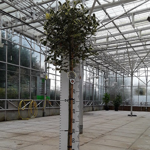 Ilex aquifolium Argentea Marginata half standard - variegated holly with silver-edged leaves
