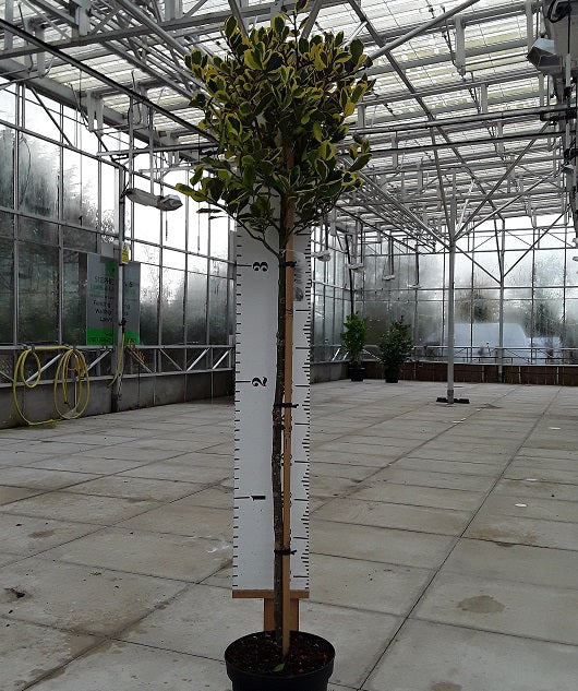 Potted plant, golden holly, with a height measurement scale