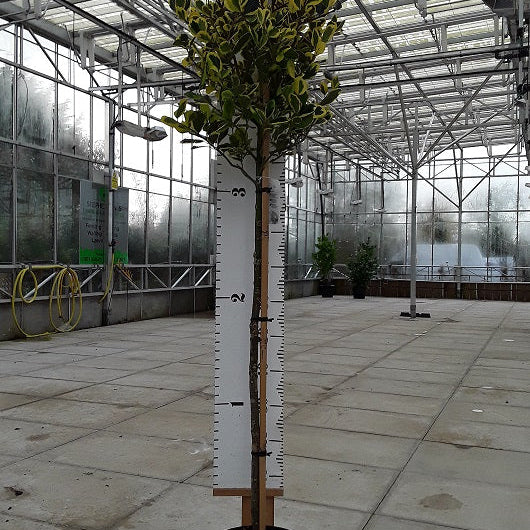 Potted plant, golden holly, with a height measurement scale