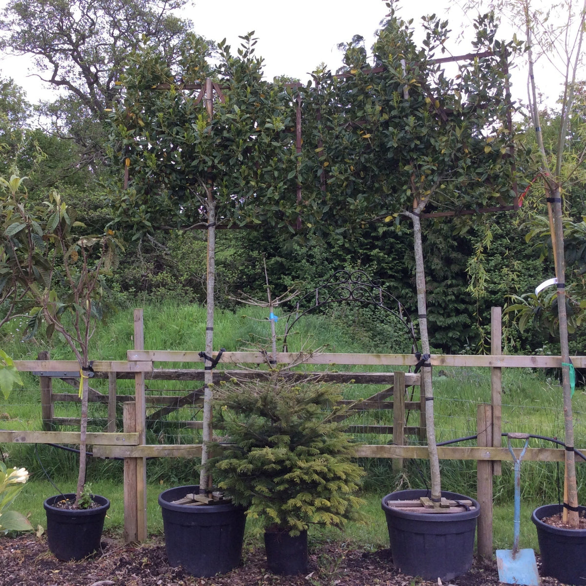 Plants in pots on a wooden stand with a garden background