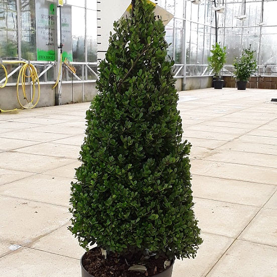 impact your entrance with this architectural ilex crenata cone
