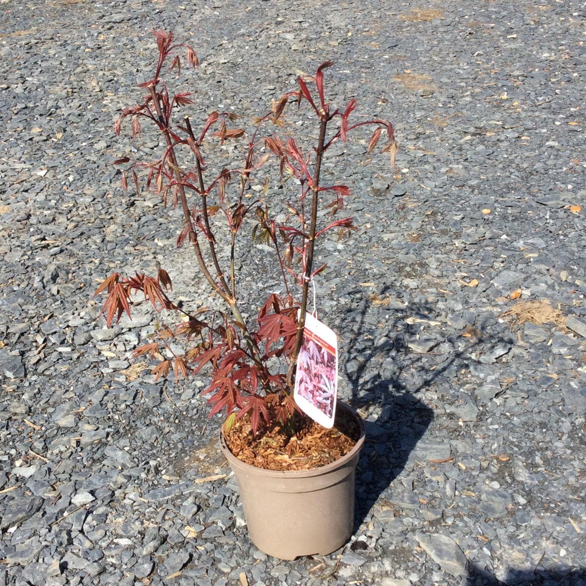 Red leaved Japanese Maple with new spring foliage