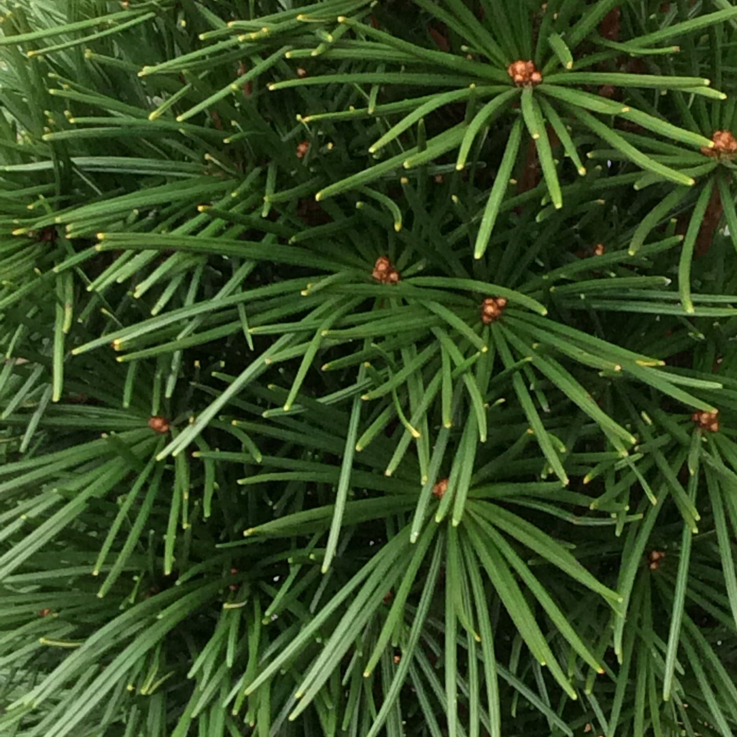 Close-up of a green umbrella pine tree with needles