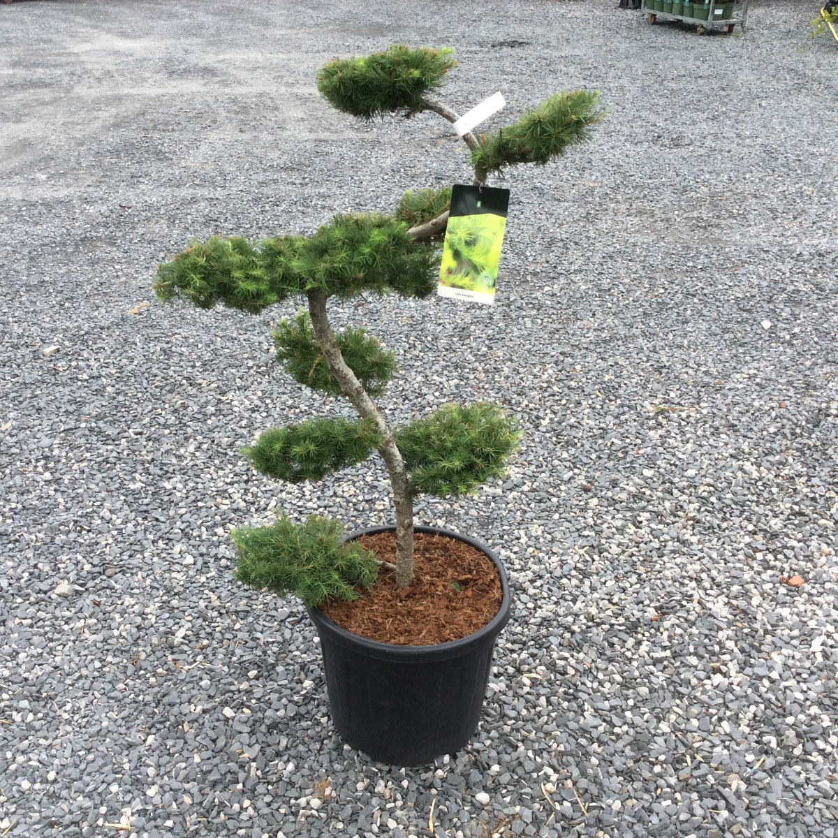 A small bonsai-style evergreen tree in a black plastic nursery pot with mulch, photographed outdoors on a gravel surface. A small hanging tag is attached to the branch.
