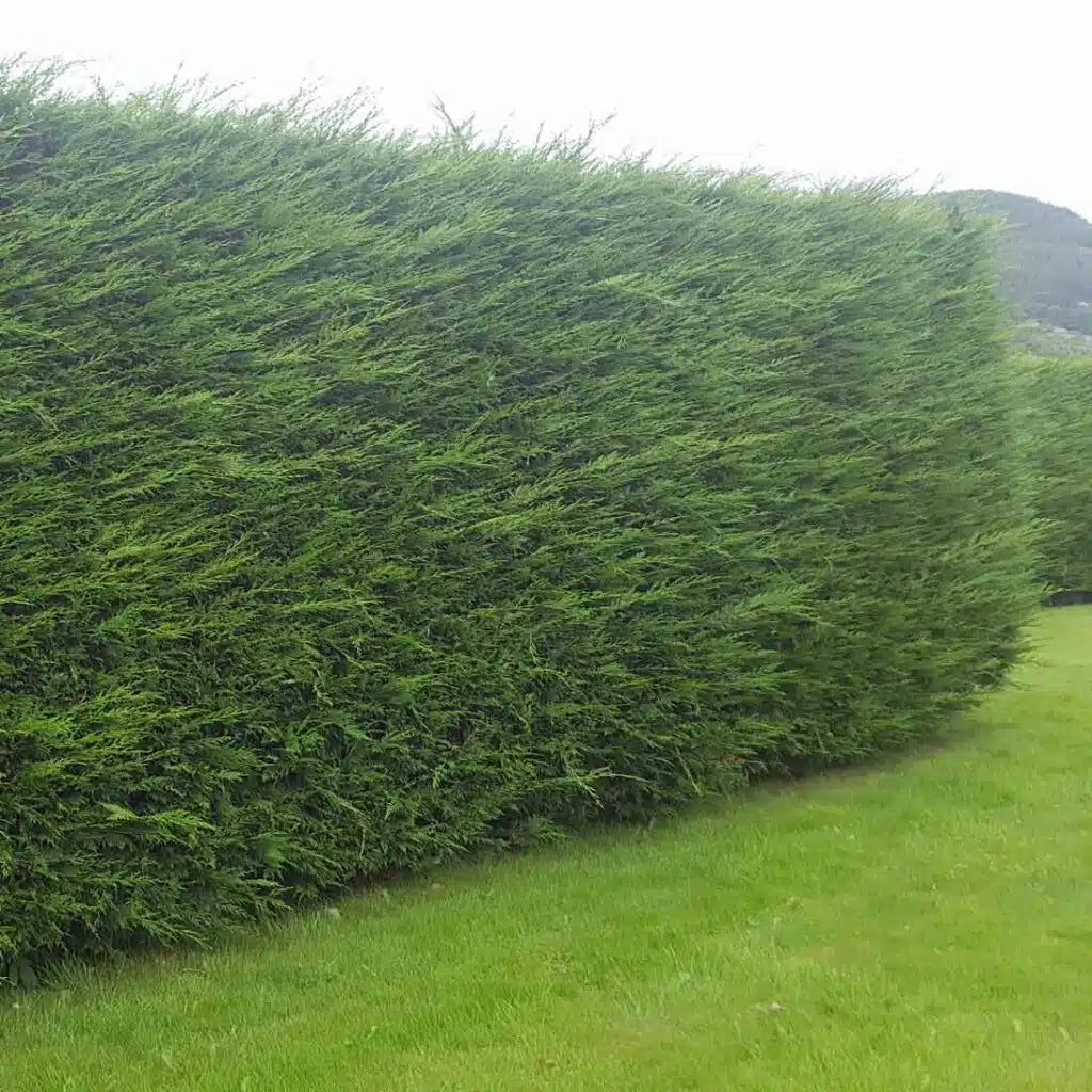 Leylandii hedge - Cupressocyparis leylandii fast-growing evergreen conifer for screening