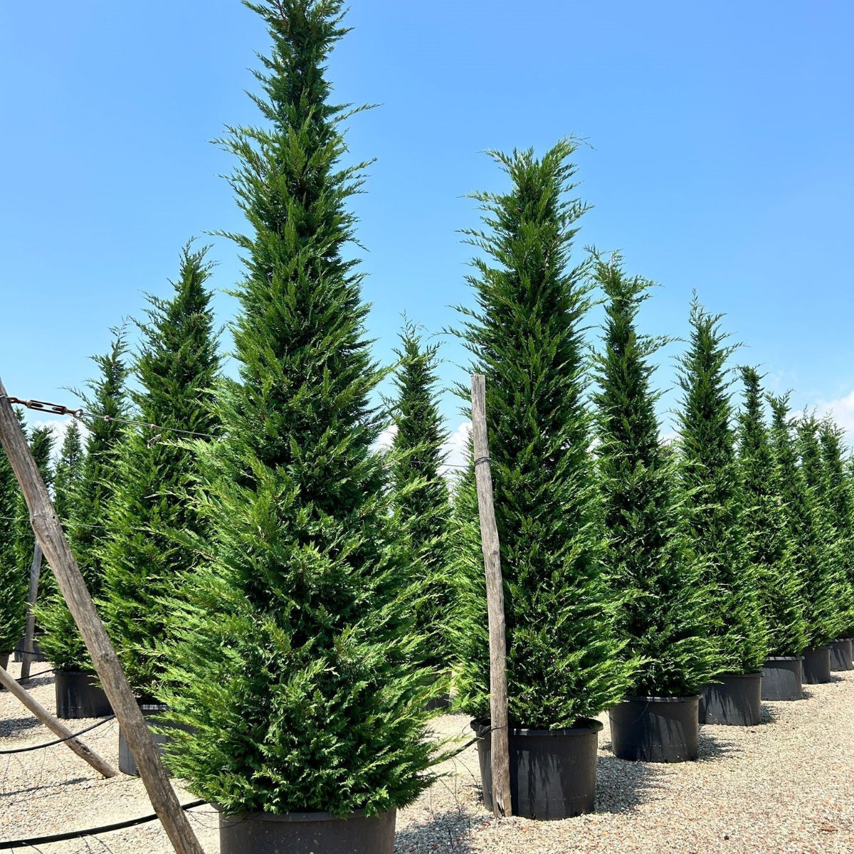 Leylandii hedging plants 100-120cm - Cupressocyparis leylandii for privacy hedge