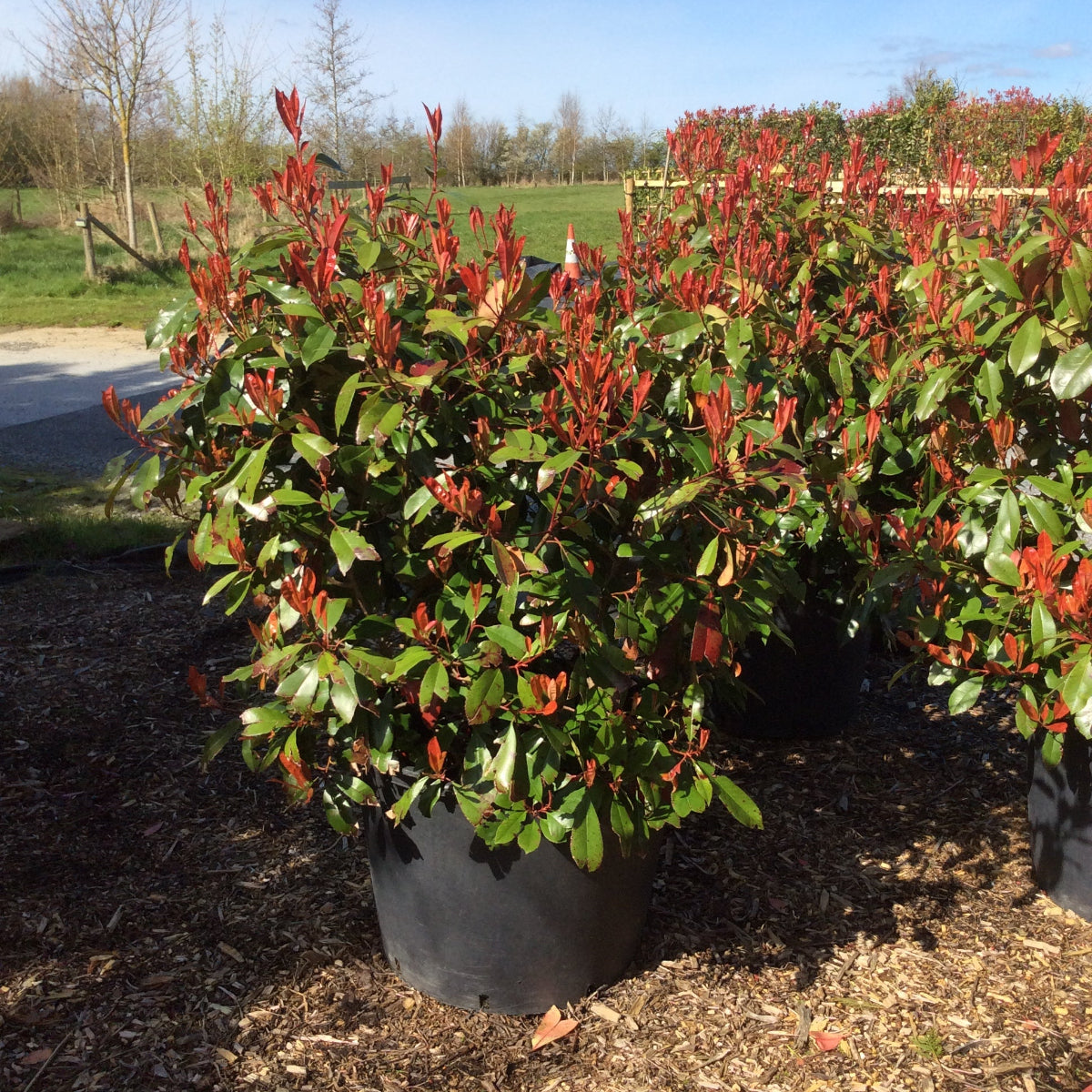 Red Robin with new spring foliage