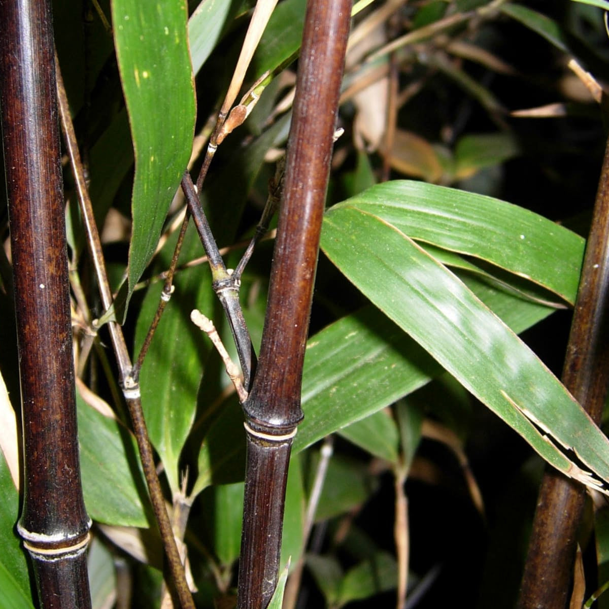 Phyllostachys nigra Black Bamboo showing dramatic dark canes creating architectural screening and exotic garden feature