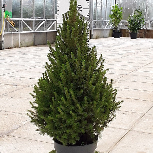 premium dwarf festive tree to make an impact in winter