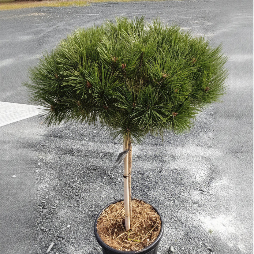 Potted pine tree on a gravel surface