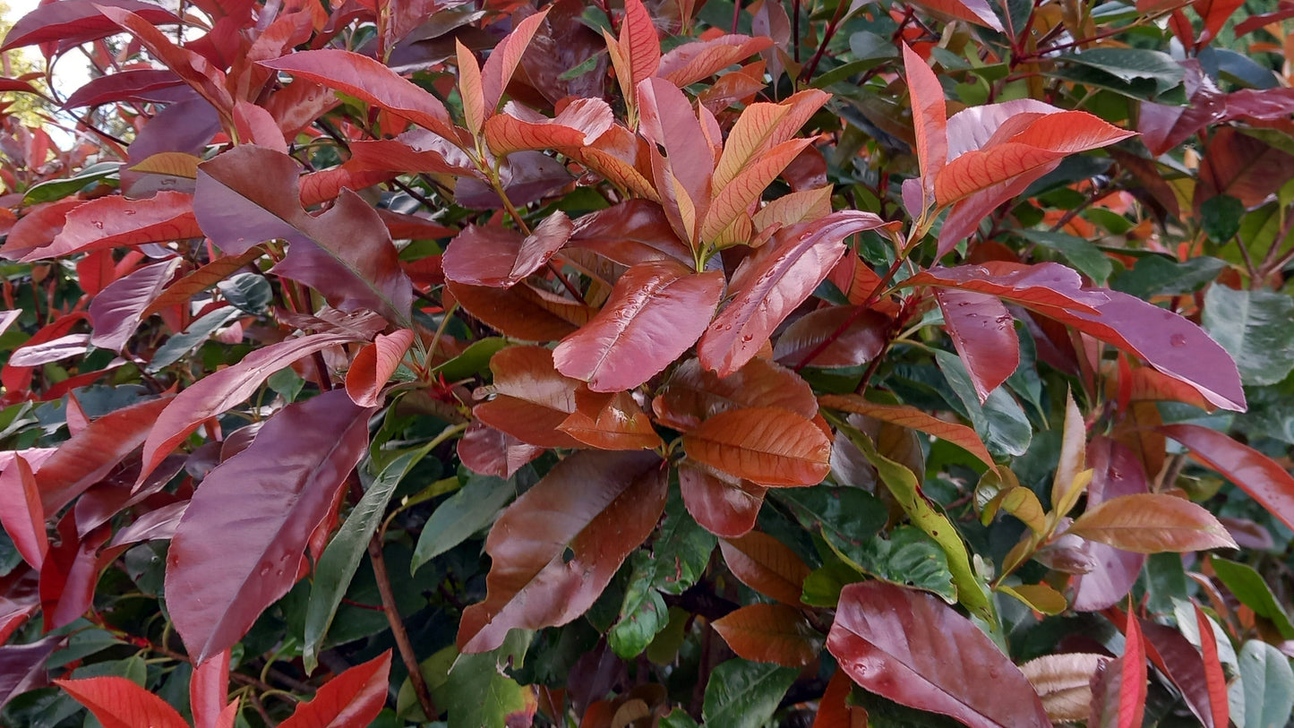 Close-up of a Photinia hedge with red and green leaves