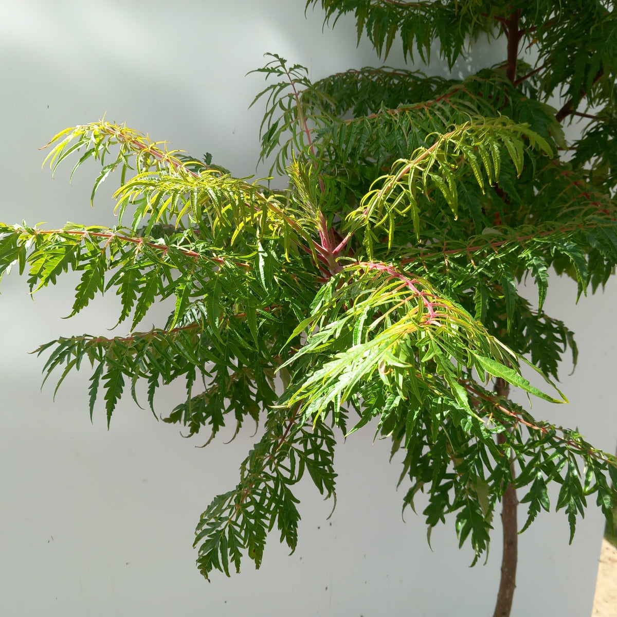 Rhus typhina Staghorn Sumac showing vibrant red-orange autumn foliage and architectural branching structure