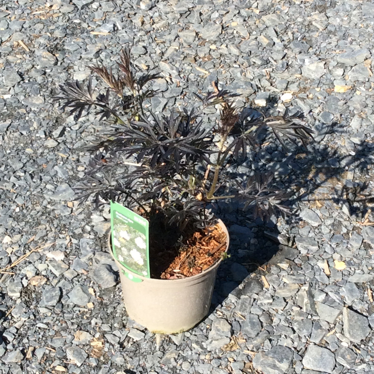 Sambucus Black Lace in 2 litre pot showing dark foliage
