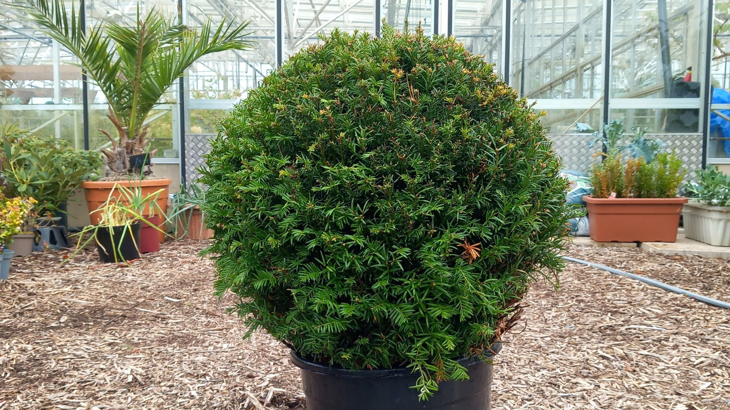 Taxus Baccata topiary ball 20l pot head size 50-60cm