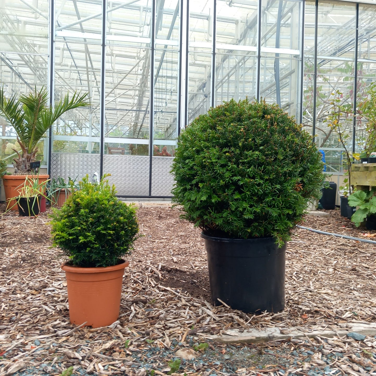 Two potted Taxus Yew outside greenhouse