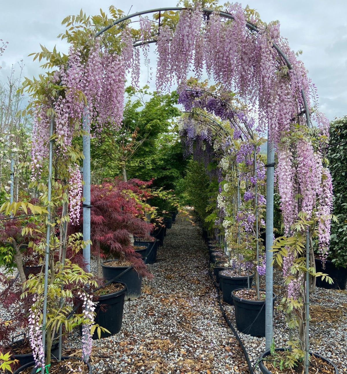 awesome wisteria arch