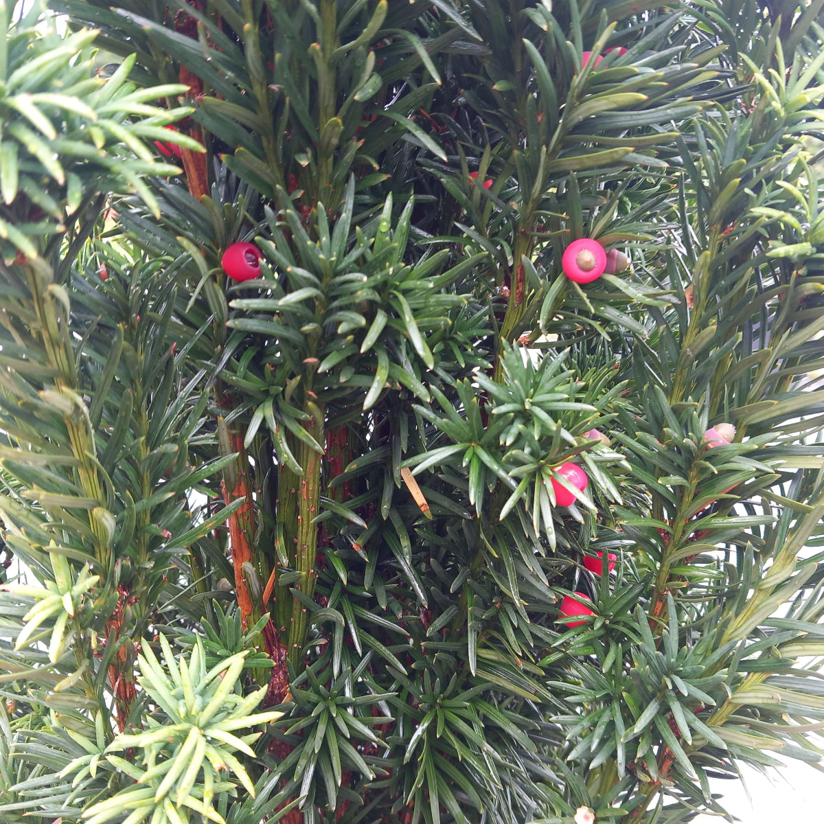 Taxus baccata - English yew with bright red berries and evergreen needles for formal hedging