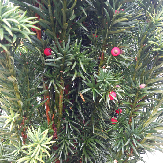 Taxus baccata - English yew with bright red berries and evergreen needles for formal hedging