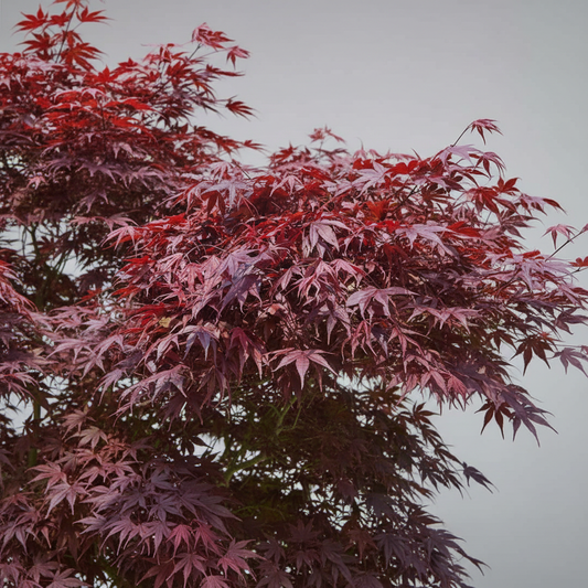 Acer Atropurpureum