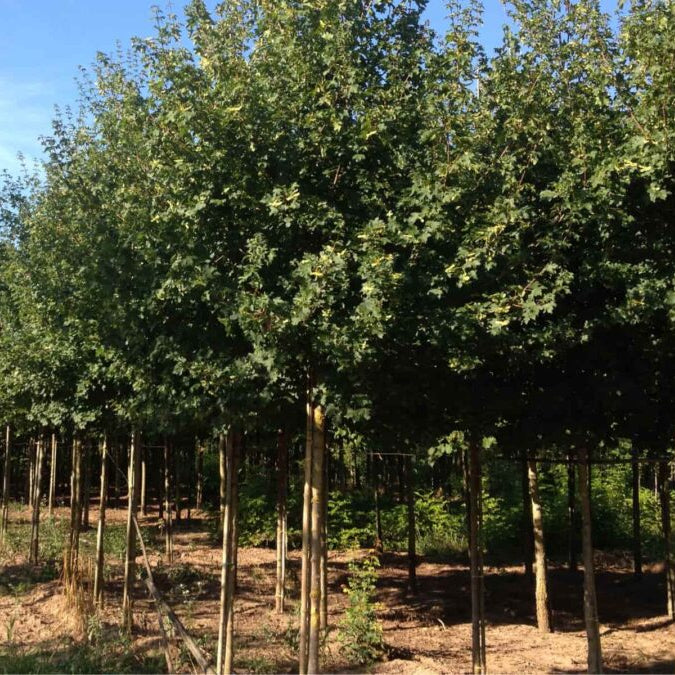 Acer campestre - Field Maple ornamental tree with compact rounded crown and golden autumn foliage
