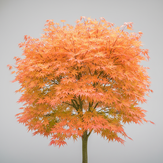 Acer Orange Dream