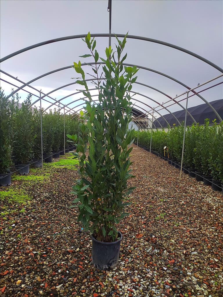 2 x Bay, Laurus nobilis. in 3 litre pot 60-80 cm