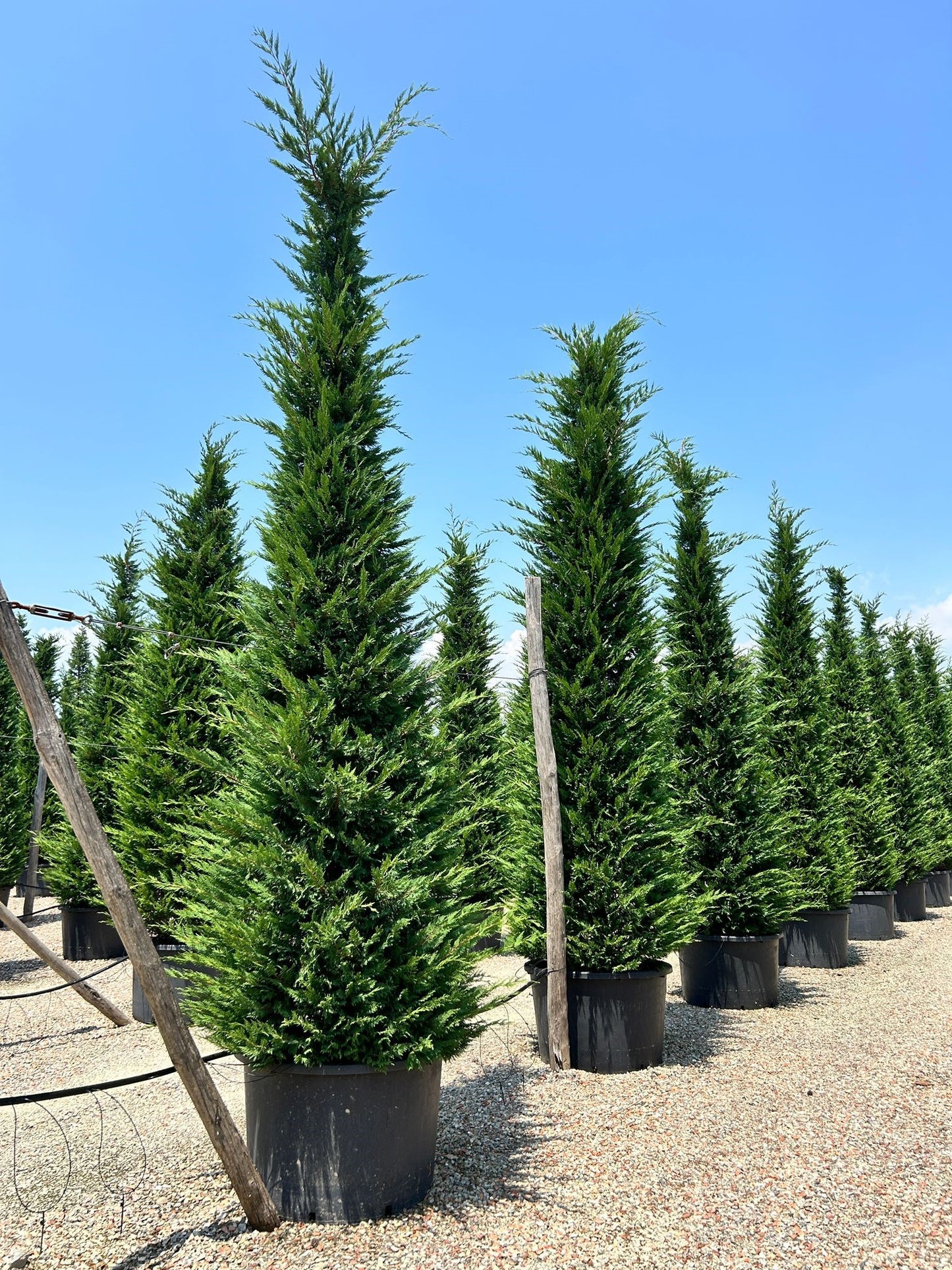 2 x Leylandii 100-120cm