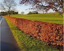 Hedge with red leaves next to a road with a clear blue sky