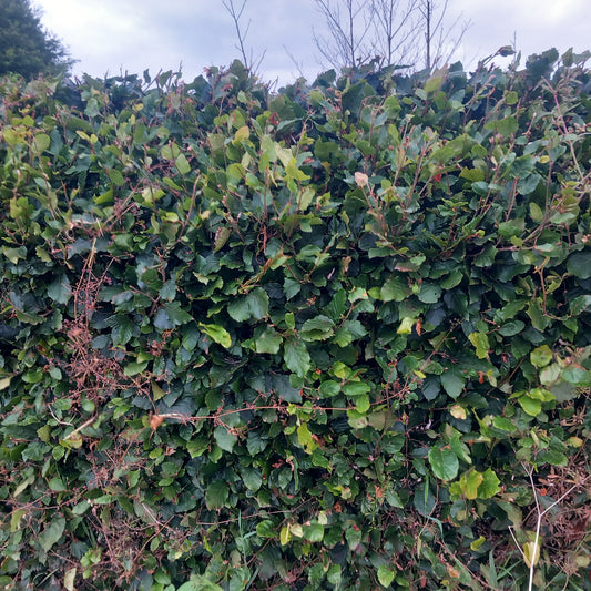 Hornbeam bareroot hedging 90-120cm - Carpinus betulus for dense formal hedge