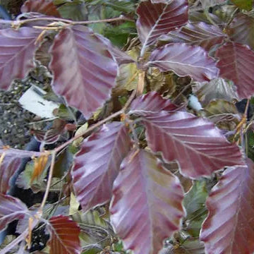 Purple Copper Beech bareroot hedging 60-90cm - Fagus sylvatica atropurpurea for autumn colour
