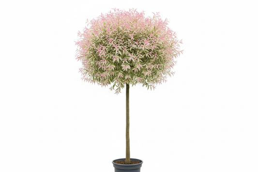 Salix Flamingo Half Standard
